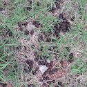 White-Tailed Deer (scat)