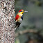 Yellow-fronted Woodpecker