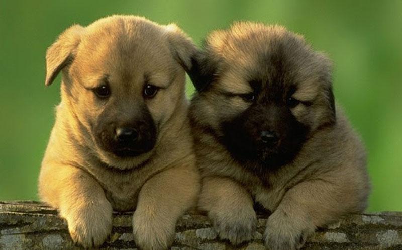 Puzzle - Puppies Screen 1