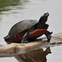 Red bellied Turtle