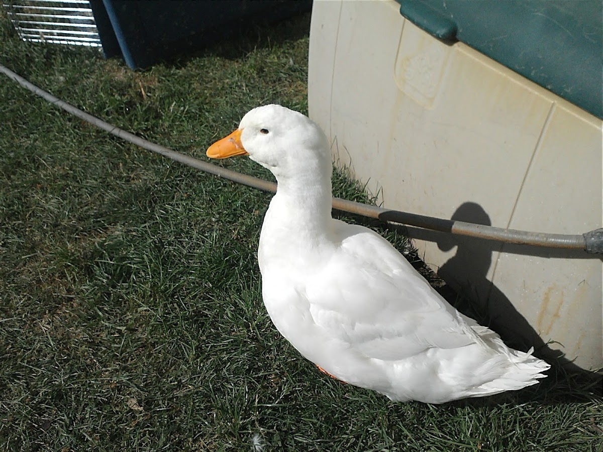 Peking duck :-)