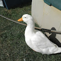 Peking duck :-)