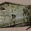 Heterocampa moth