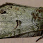 Heterocampa moth