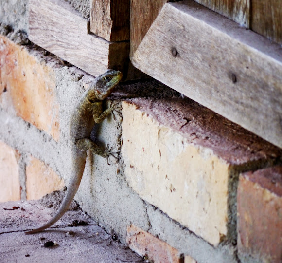 Guyana collared Lizard Project Noah