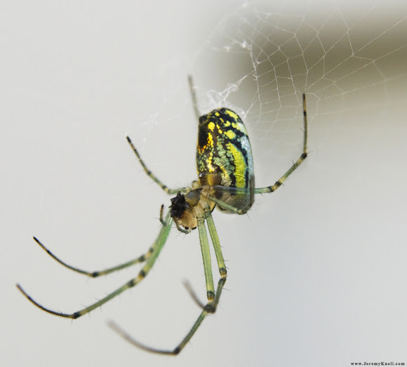 Venusta Orchard Spider Project Noah
