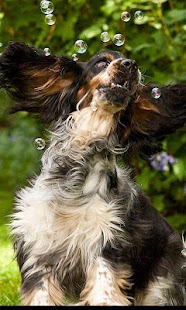 Cocker Spaniel Wallpapers Screenshots 2