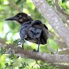 Great-tailed Grackle (juvenile)