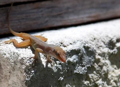 Another of the photogenic lizards you'll find on Antigua. 