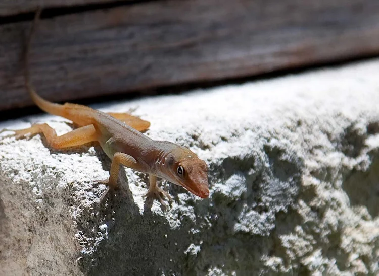 Another of the photogenic lizards you'll find on Antigua. 