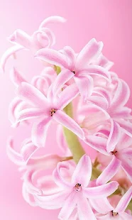 Pink Flowers Live Wallpaper(圖6)-速報App