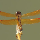 Eastern Amberwing Dragonfly (male)