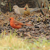 Northern Cardinal Male & Female