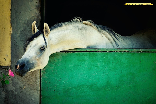 Egypt Horse