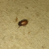 Beetle