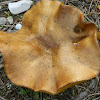 pinewood bolete mushroom
