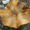 pinewood bolete mushroom