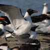 Laughing Gull