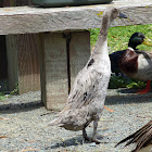 Indian Runner Duck