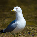 Ring-billed Gull