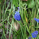 Grape hyacinth, Traubrnhyazinthe
