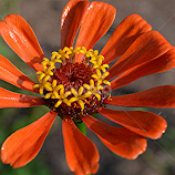 Orange born by Raymond Earl Eckert -  