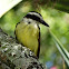 Great Kiskadee