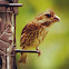 Purple Finch (female)