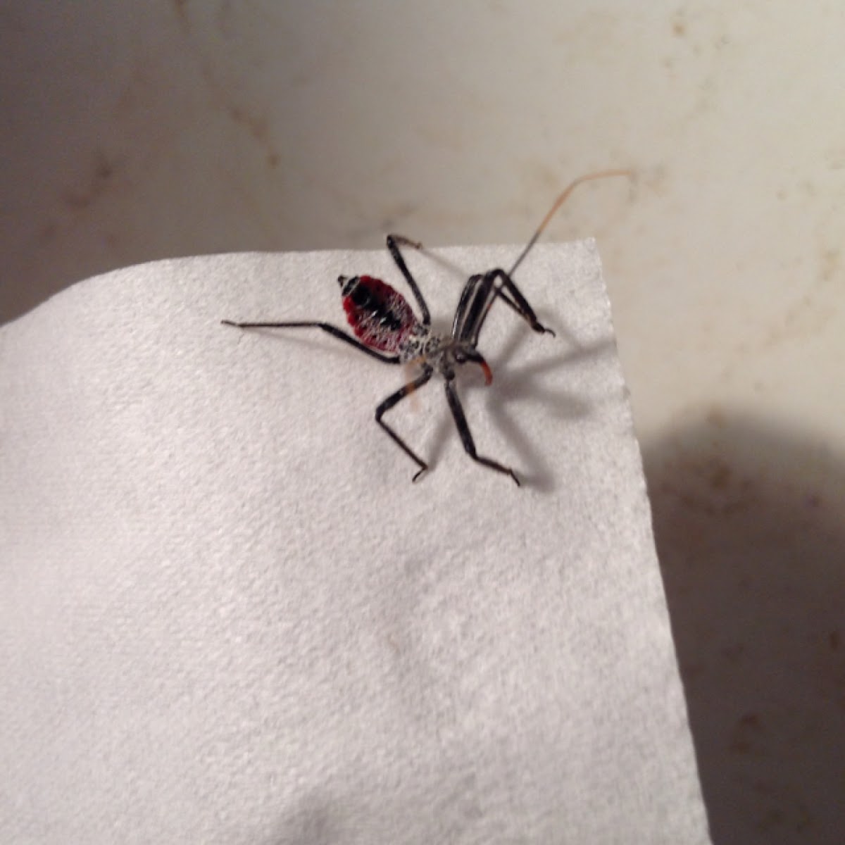 Wheel Bug (nymph)