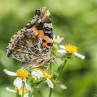 Indian Red Admiral