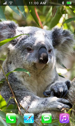 Koala Australian HQ LWP