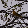 yellow warbler