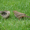 Brown-headed Cowbird (fostered)