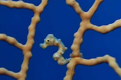 what color are pygmy seahorses