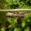 Crab spider with ant