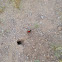 Tarantula Beetle