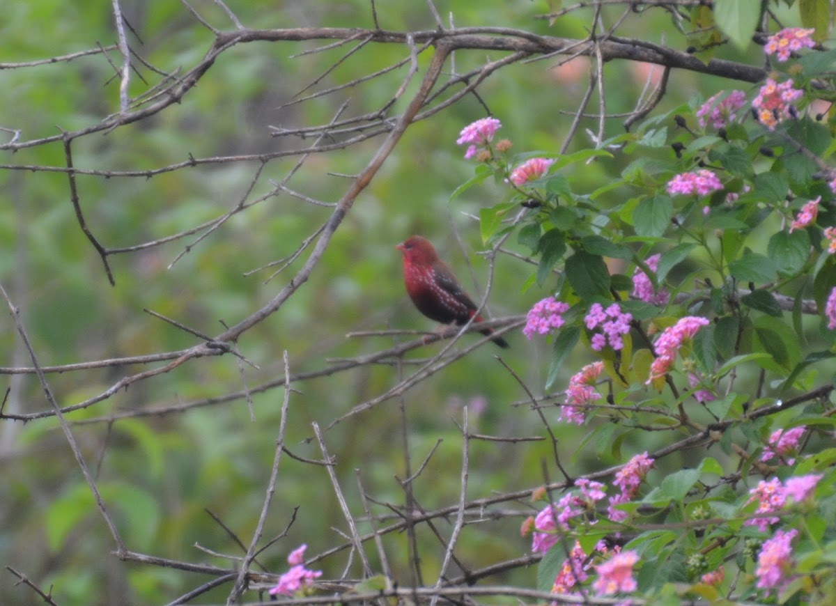 Red Avadavat or Red Munia or Strawberry Finch