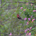 Red Avadavat or Red Munia or Strawberry Finch