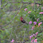 Red Avadavat or Red Munia or Strawberry Finch