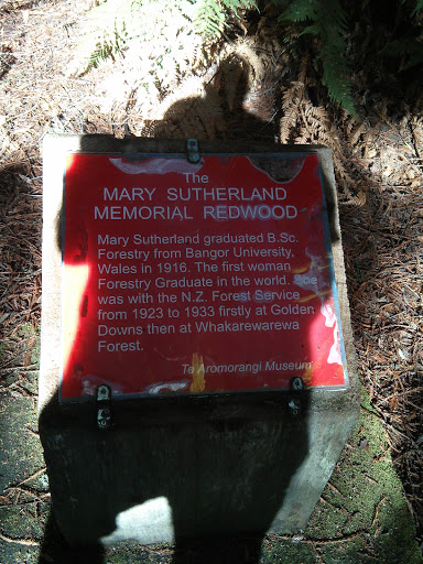 Marys Redwood