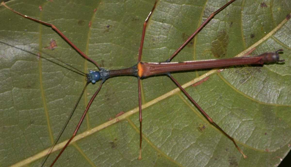 Winged Stick Insect, Phasmid - Male