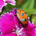 Female Cotton Harlequin Bug