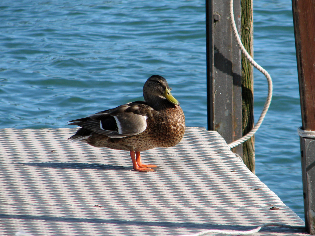 Mallard