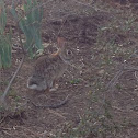 Rabbit( eastern cottontail)