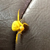 Yellow Flower Spider