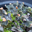 Peltigera lactucifolia