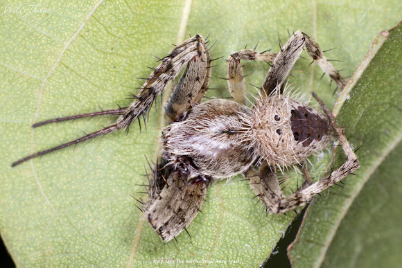 Monkey Spider Arachnid - Disa
