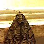 Waved Sphinx Moth