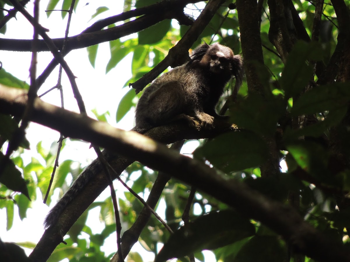 Black-Tufted Marmoset