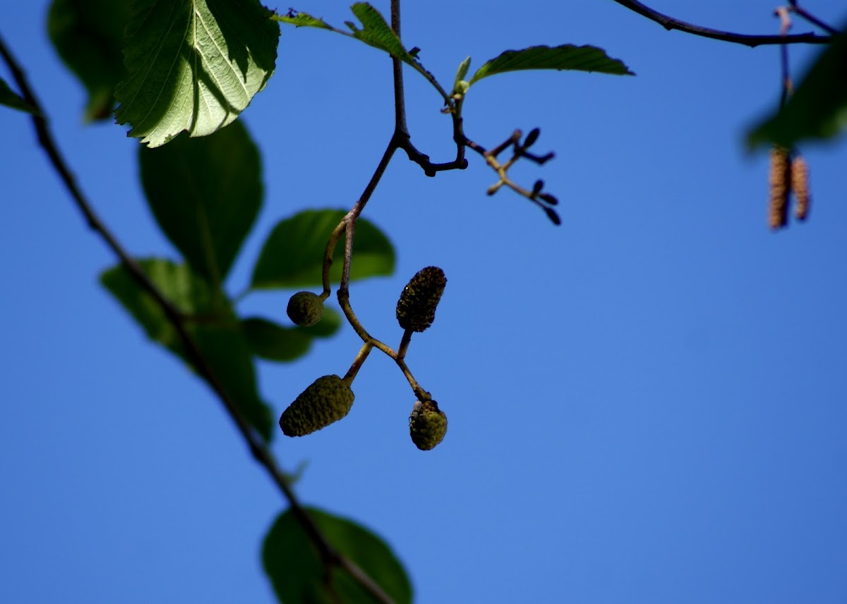 Female catkin of alder  tree
